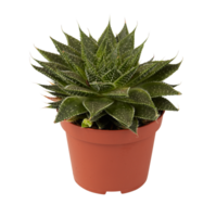 cactus in een pot besnoeiing uit geïsoleerd transparant achtergrond png