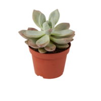 cactus in een pot besnoeiing uit geïsoleerd transparant achtergrond png