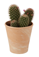 cactus in a pot cut out isolated transparent background png