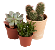 cactus in a pot cut out isolated transparent background png