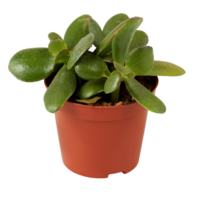 cactus in a pot cut out isolated transparent background png