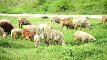 flock av får betning i en grönskande grön sommar fält. få svart, brun och vit får är äter gräs i en äng. ullig lamm ströva omkring tillsammans, djur produceras för kött. lantlig by jordbruk video
