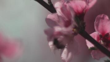 un cerca arriba de abeja polinizar un rosado flor melocotón árbol primavera floración. video