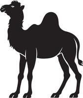 plano diseño camello silueta, camello gráfico icono. camello negro firmar aislado en blanco antecedentes. camello símbolo de desierto. ilustración vector