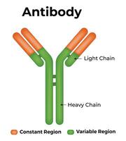 anticuerpo Ciencias diseño ilustración vector