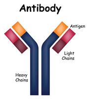 anticuerpo Ciencias diseño ilustración vector