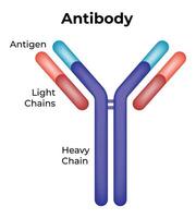 Antibody Science Design Illustration vector