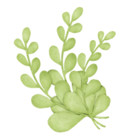 Watercolor green leave png