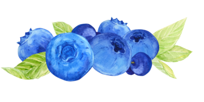 mirtilo composição. aguarela azul bagas, verduras e folhas. uma ramo do maduro mirtilo mentiras em a mesa. ilustração para embalagem do produtos ecológicos, rótulo para mirtilo geléia. png