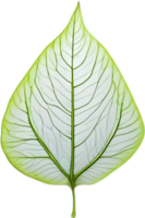 An image of a stylized leaf. AI-Generated. png