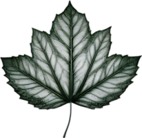 An image of a stylized leaf. AI-Generated. png