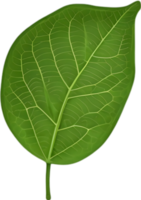 An image of a stylized leaf. AI-Generated. png