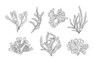 Monochrome doodle set of different seaweeds. Collection of sketchy contour drawings isolated on white background. Black outline botanical stickers vector