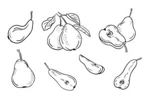 Hand drawn doodle contour set of pears. black outline sketchy drawings of groups of fruits on white background. Ideal for coloring pages, tattoo, pattern vector