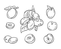 Doodle outline set with hand drawn plums. Monochrome sketchy drawings of groups of fruits on white background. Ideal for coloring pages, tattoo, pattern vector