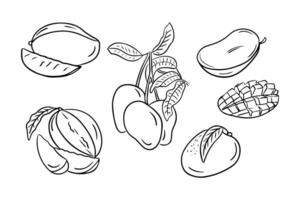 Tropical summer mango drawings in hand drawn doodle style. Monochrome contour sketchy illustration of sweet fruits on white background. Ideal for coloring pages, tattoo, pattern vector