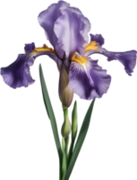 Close-up of a blooming iris flower. AI-Generated. png