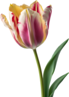 Close-up of a blooming tulip flower. AI-Generated. png