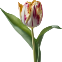 Close-up of a blooming tulip flower. AI-Generated. png