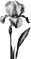 Close-up of a blooming iris flower. AI-Generated. png