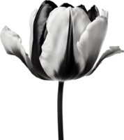 Close-up of a blooming tulip flower. AI-Generated. png