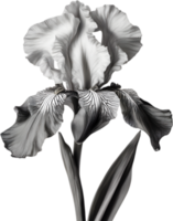 Close-up of a blooming iris flower. AI-Generated. png