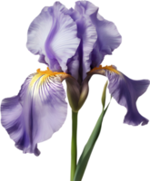 Close-up of a blooming iris flower. AI-Generated. png