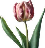 de cerca de un floreciente tulipán flor. ai-generado. png
