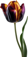 Close-up of a blooming tulip flower. AI-Generated. png