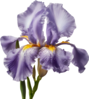 Close-up of a blooming iris flower. AI-Generated. png