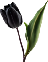 Close-up of a blooming tulip flower. AI-Generated. png