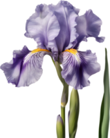 Close-up of a blooming iris flower. AI-Generated. png