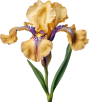 Nahansicht von ein Blühen Iris Blume. KI-generiert. png