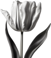 Close-up of a blooming tulip flower. AI-Generated. png