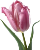 Close-up of a blooming tulip flower. AI-Generated. png