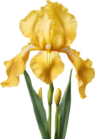 Nahansicht von ein Blühen Iris Blume. KI-generiert. png