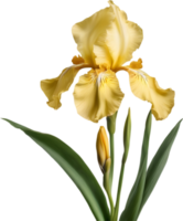 Close-up of a blooming iris flower. AI-Generated. png