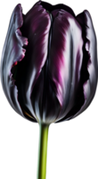 Close-up of a blooming tulip flower. AI-Generated. png