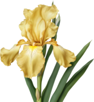 Nahansicht von ein Blühen Iris Blume. KI-generiert. png