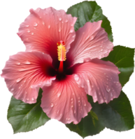 Close-up of a blooming hibiscus flower. AI-Generated. png