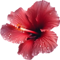 Close-up of a blooming hibiscus flower. AI-Generated. png