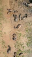top visie van water buffels het baden in modder in agrarisch veld, Vietnam video