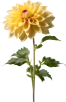 fermer de une épanouissement dahlia fleur. ai-généré. png