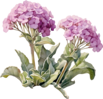 Close-up of a blooming desert sand verbena flower. AI-Generated. png