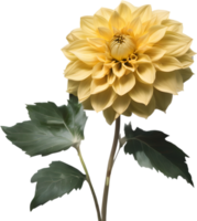 Close-up of a blooming dahlia flower. AI-Generated. png