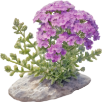 Close-up of a blooming desert sand verbena flower. AI-Generated. png