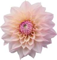 detailopname van een bloeiend dahlia bloem. ai-gegenereerd. png