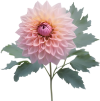 Nahansicht von ein Blühen Dahlie Blume. KI-generiert. png