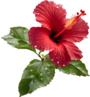 Close-up of a blooming hibiscus flower. AI-Generated. png