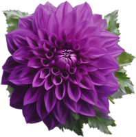 fermer de une épanouissement dahlia fleur. ai-généré. png